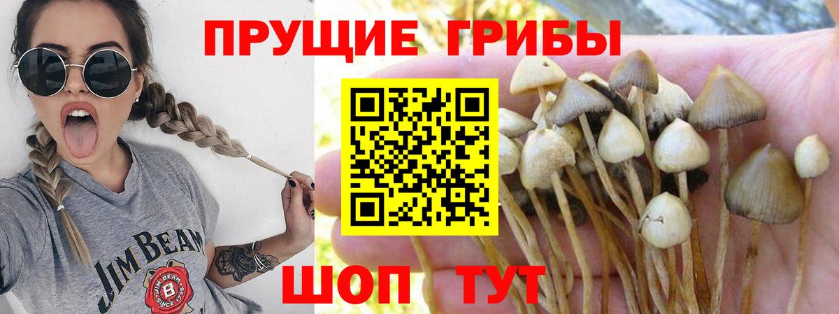 Новосибирск  Псилоцибиновые грибы ЛСД  Вход с VPN 